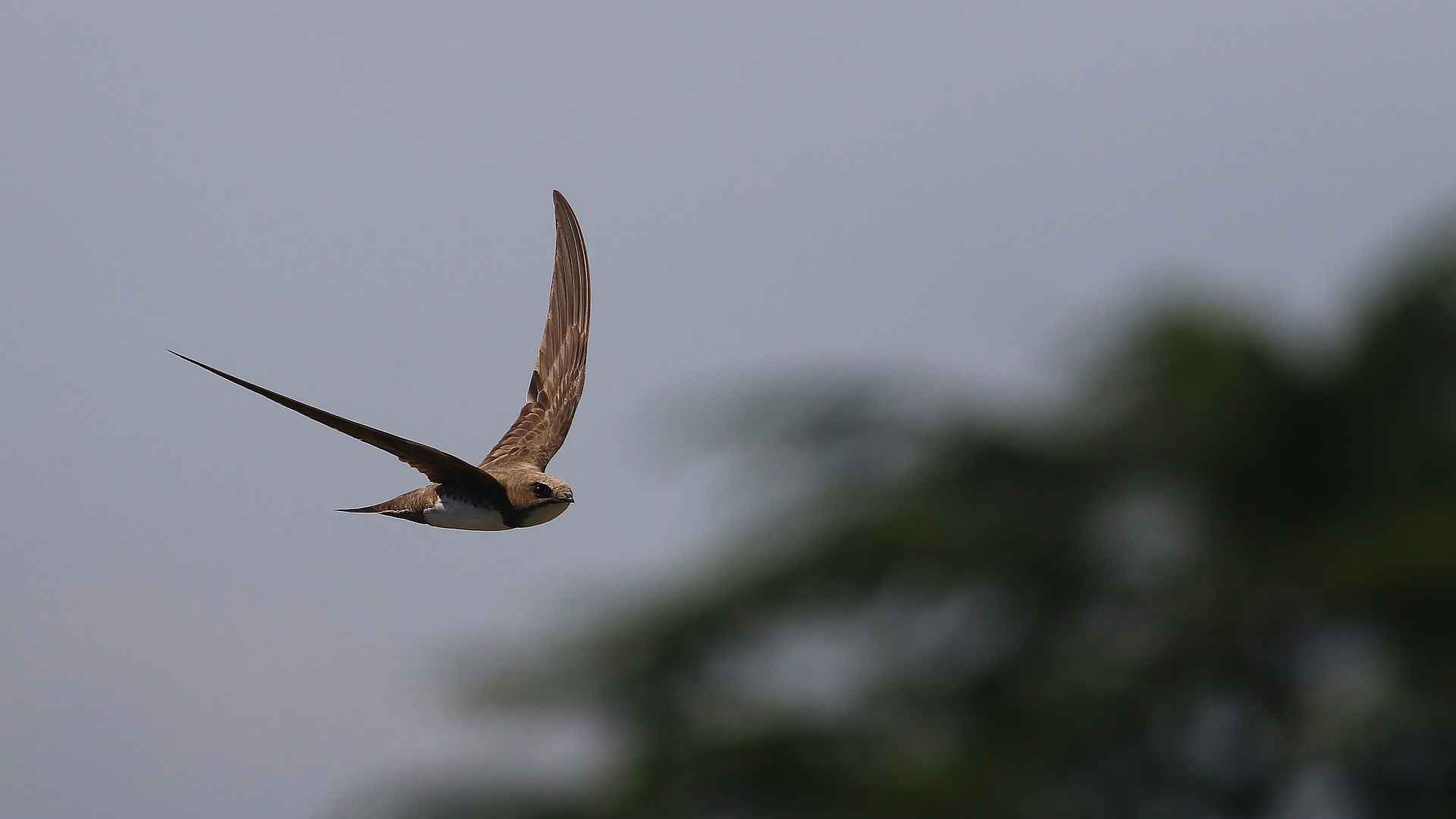Alpine Swift